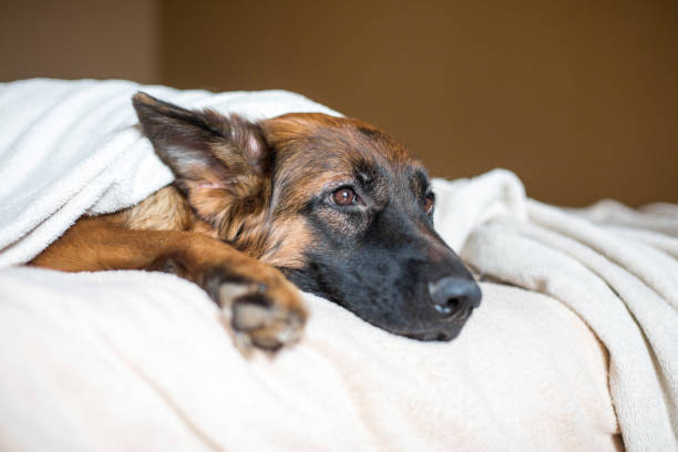 Giardia u psów – czym jest i jak możemy jej zapobiegać?