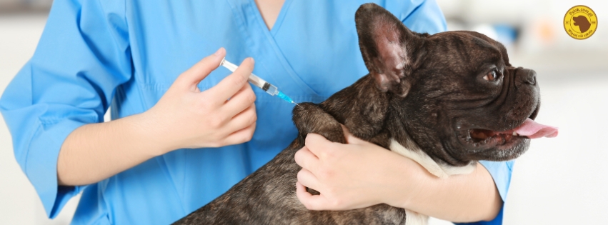 Szczepionki – na co warto zaszczepić psa?